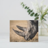 Carte Postale Rhinoceros (Debout devant)