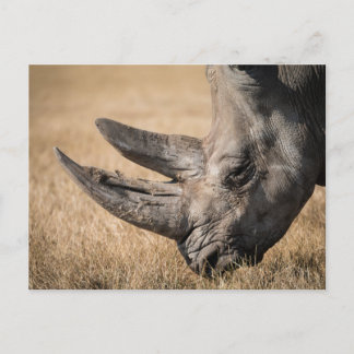 Carte Postale Rhinoceros