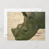 Carte Postale Rhinocéros (Devant / Derrière)