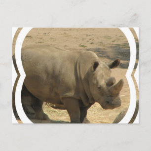 Carte postale Rhinoceros