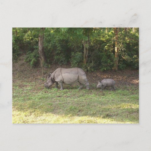 Carte Postale rhinocéros à une corne Parc national de Chitwan Né (Devant)