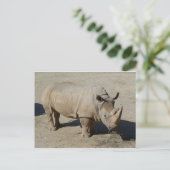 Carte Postale Rhinocéros Blanc Rhino Corps Entier (Debout devant)