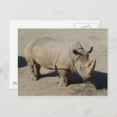 Carte Postale Rhinocéros Blanc Rhino Corps Entier (Devant / Derrière)