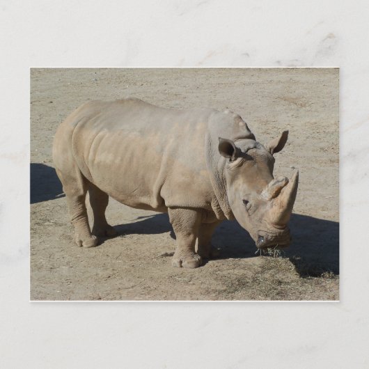Carte Postale Rhinocéros Blanc Rhino Corps Entier (Devant)