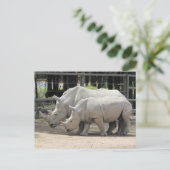 Carte Postale rhinocéros blancs (Debout devant)