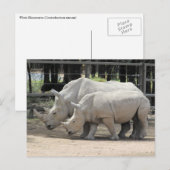 Carte Postale rhinocéros blancs (Devant / Derrière)