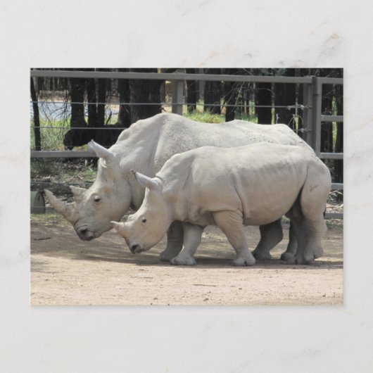 Carte Postale rhinocéros blancs (Devant)