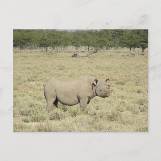 Carte Postale rhinocéros d'Etosha (Devant)