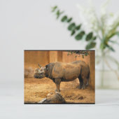 Carte Postale Rhinocéros Dos Au Mur (Debout devant)
