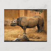 Carte Postale Rhinocéros Dos Au Mur (Devant)