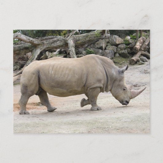 Carte Postale Rhinoceros en course @ Auckland Zoo (Devant)