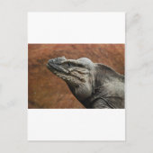 Carte Postale Rhinoceros Iguana (Devant)