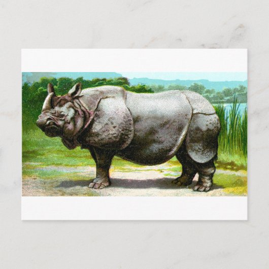 Carte Postale Rhinoceros indien (Devant)