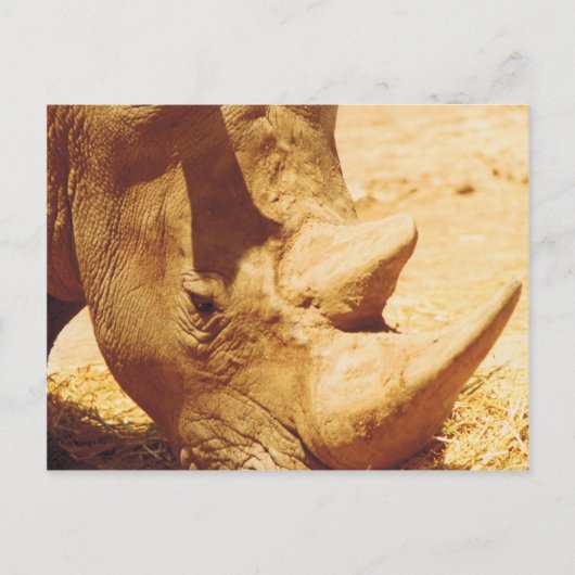 Carte Postale Rhinoceros Love (Devant)