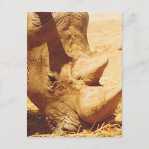 Carte Postale Rhinoceros Love