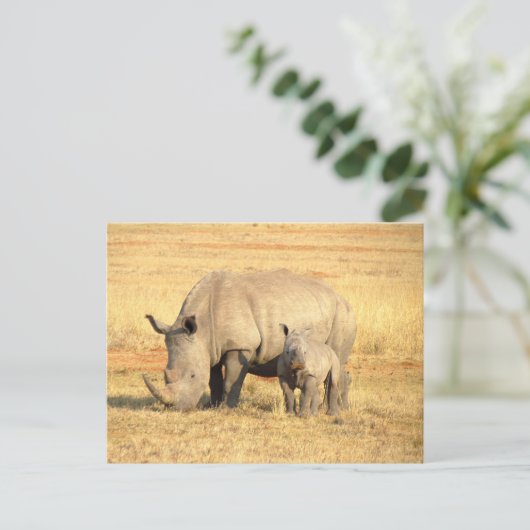 Carte Postale rhinocéros mignons en afrique (Debout devant)