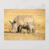 Carte Postale rhinocéros mignons en afrique (Devant)