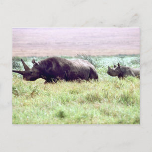 Carte Postale Rhinocéros noir femelle et veau sur Serengeti