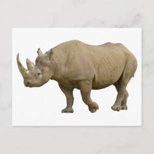 Carte Postale Rhinocéros noir isolé