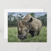 Carte Postale Rhinoceros noirs | Kenya (Devant / Derrière)
