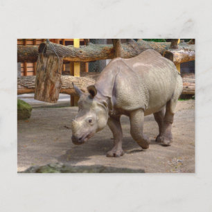 Carte Postale Rhinoceros unicornis