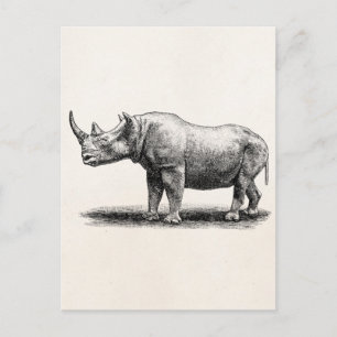 Carte Postale Rhinoceros vintage Illustration Rhino Rhinos
