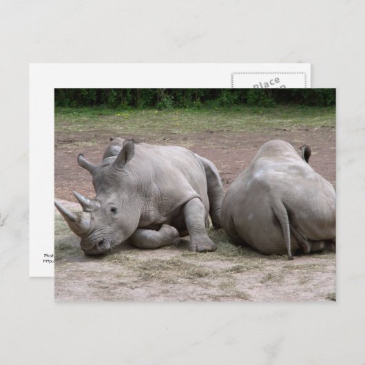 Carte Postale Rhinos (Devant / Derrière)