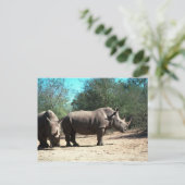 Carte Postale Rhinos blancs (Debout devant)