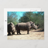 Carte Postale Rhinos blancs (Devant / Derrière)