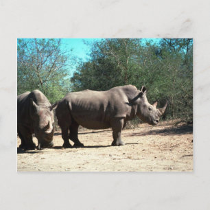 Carte Postale Rhinos blancs