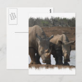 Carte postale Rhinos noir (Devant / Derrière)