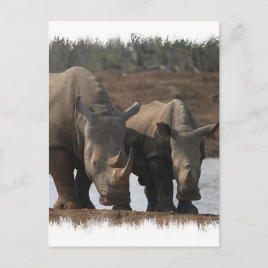 Carte postale Rhinos noir (Devant)