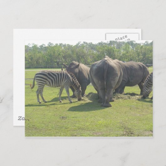 Carte Postale Rhinos & Zebra Chowing Down (Devant / Derrière)