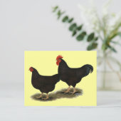 Carte Postale Rhode Island Red Bantams (Debout devant)