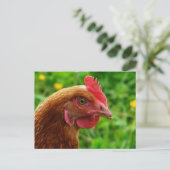 Carte Postale Rhode Island Red Hen (Debout devant)