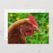 Carte Postale Rhode Island Red Hen (Devant / Derrière)