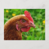 Carte Postale Rhode Island Red Hen (Devant)
