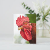 Carte Postale Rhode Island Red Rooster (Debout devant)