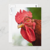 Carte Postale Rhode Island Red Rooster (Devant / Derrière)