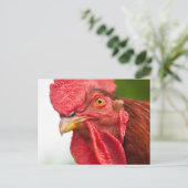 Carte Postale Rhode Island Red Rooster (Debout devant)