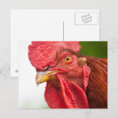 Carte Postale Rhode Island Red Rooster (Devant / Derrière)