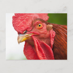 Carte Postale Rhode Island Red Rooster