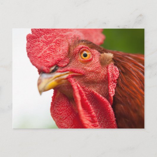Carte Postale Rhode Island Red Rooster (Devant)