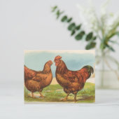 Carte Postale Rhode Island Reds (Debout devant)