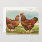 Carte Postale Rhode Island Reds (Devant / Derrière)