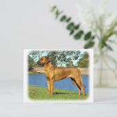 Carte Postale Rhodesian Ridgeback (Debout devant)
