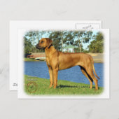 Carte Postale Rhodesian Ridgeback (Devant / Derrière)