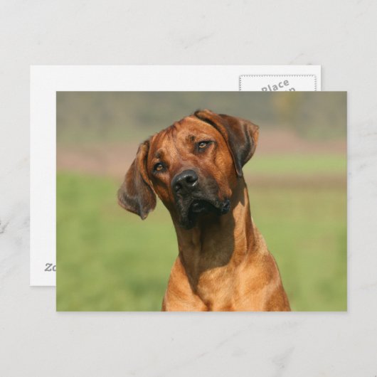 Carte postale Rhodesian Ridgeback (Devant / Derrière)