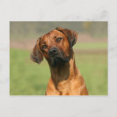 Carte postale Rhodesian Ridgeback (Devant)