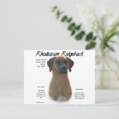 Carte Postale Rhodesian Ridgeback Historique Design (Debout devant)